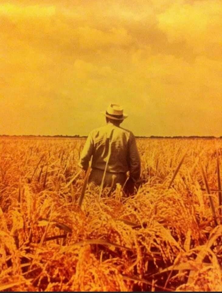J.V. Cardiff standing in a golden rice field